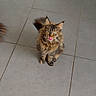 cat, tabby_cat, fluffy, pet, animal, tongue_out, floor_tiles, indoor, cute, feline, looking_up, whiskers, ears, tail, fur, small_animal, domestic, playful, curious, sitting