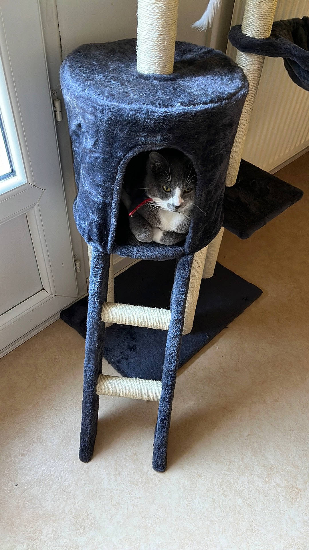 Bella a rejoint le concours — aidez-le/la à gagner de superbes lots ! carnivore, cat, cat_furniture, cat_supply, chair, creative_arts, domestic_short_haired_cat, electric_blue, felidae, flooring, fur, grey, hardwood, pet_supply, small_to_medium_sized_cats, tail, thread, whiskers, wood