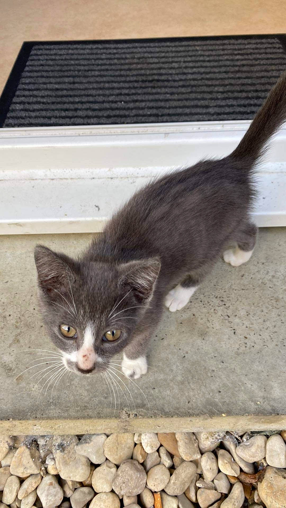 Bella participe au concours pour gagner de l'argent avec cette photo : carnivore, cat, claw, domestic_short_haired_cat, felidae, fur, grey, mammal, paw, road_surface, small_to_medium_sized_cats, snout, tail, vertebrate, whiskers, window, wood