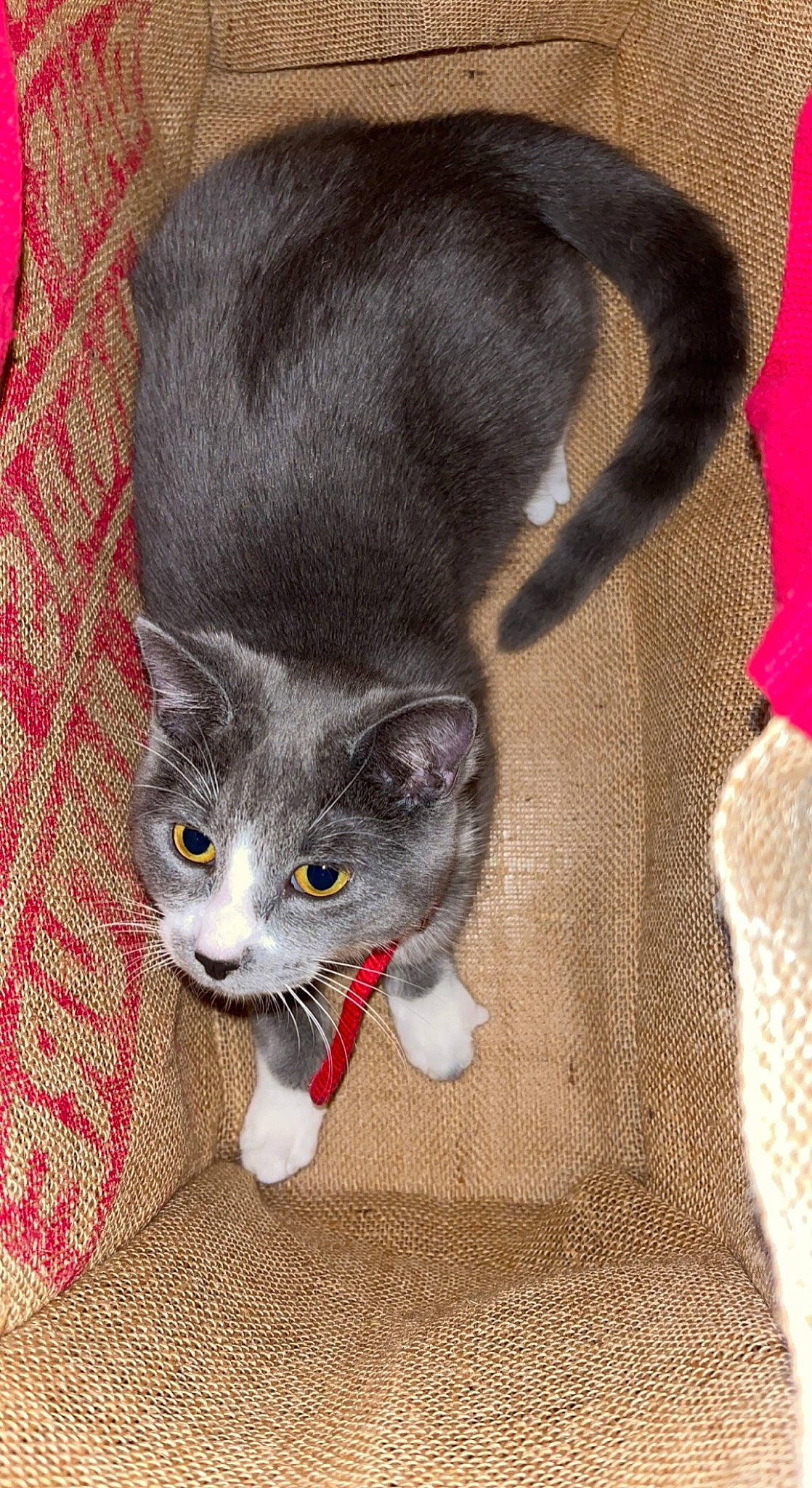 Bella a rejoint le concours — aidez-le/la à gagner de superbes lots ! carnivore, cat, cat_supply, cat_toy, claw, comfort, domestic_short_haired_cat, eye, fawn, felidae, foot, fur, grey, human_body, paw, pet_supply, small_to_medium_sized_cats, snout, tail, whiskers