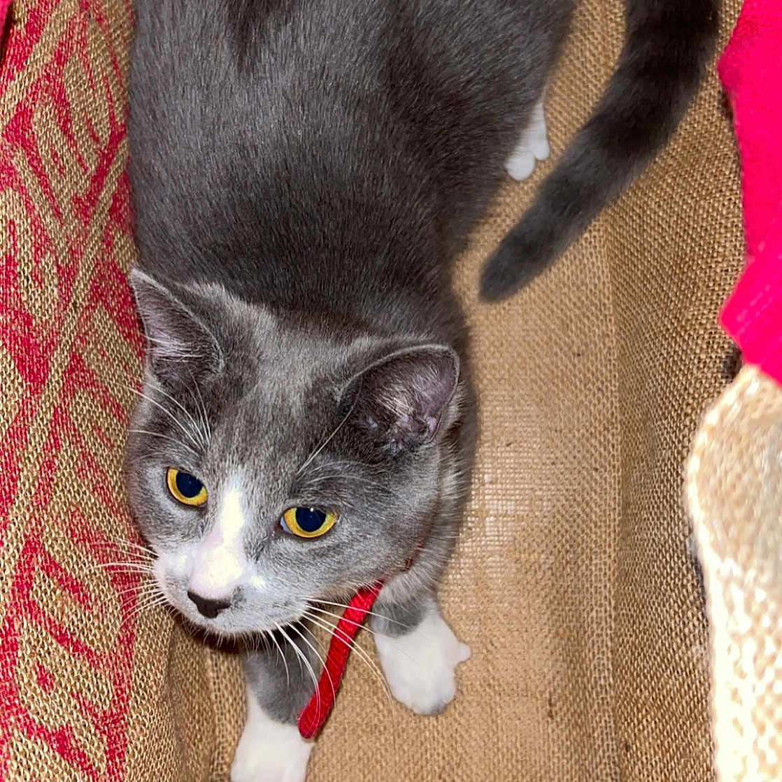 Bella