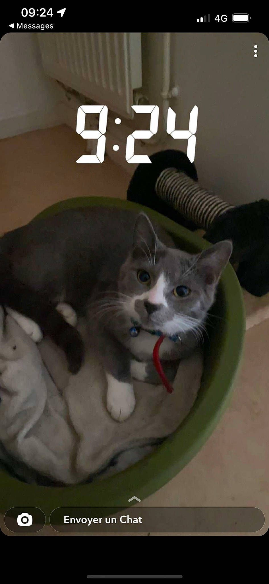 Bella a rejoint le concours — aidez-le/la à gagner de superbes lots ! box, carnivore, cat, cat_supply, chair, comfort, domestic_short_haired_cat, felidae, fur, grey, paw, pet_supply, photo_caption, sitting, small_to_medium_sized_cats, snout, tail, whiskers, window