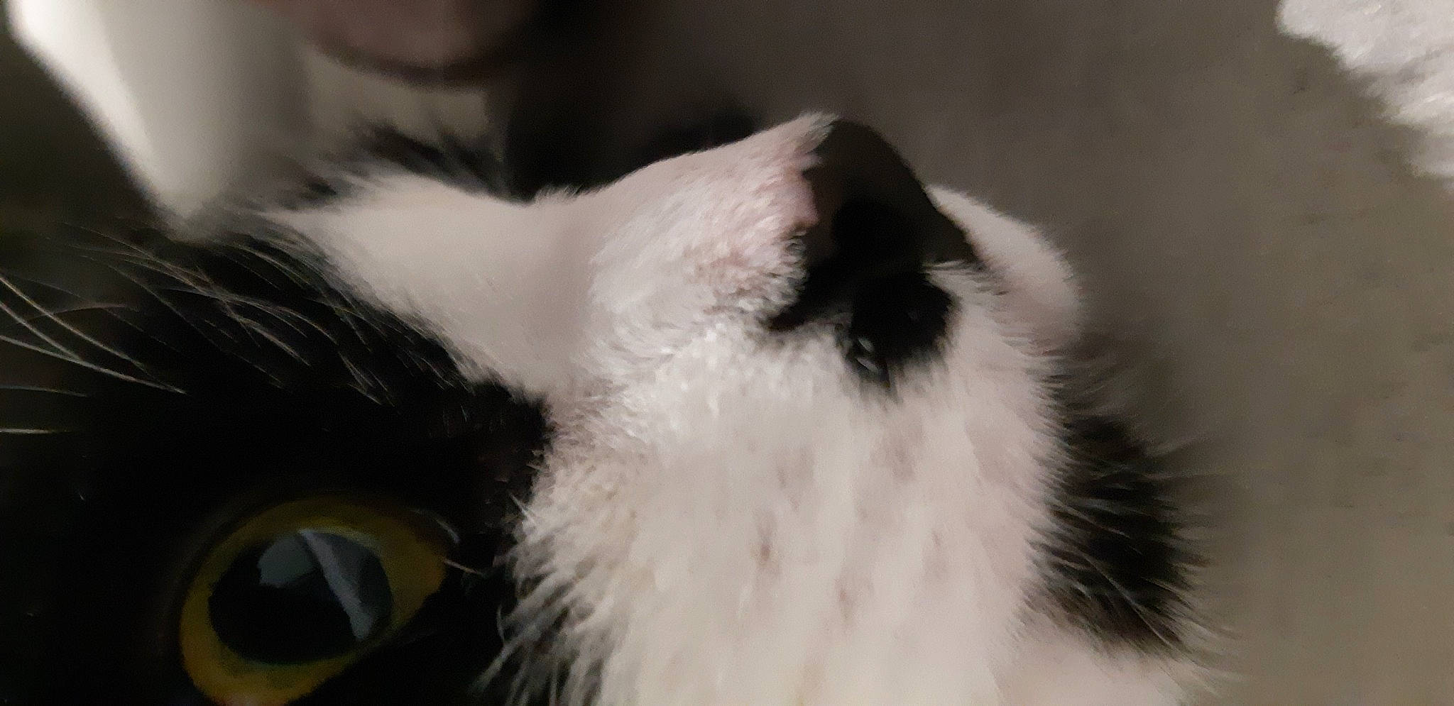 Chipy participe au concours pour gagner de l'argent avec cette photo : carnivore, cat, dog_breed, domestic_short_haired_cat, eyelash, felidae, fur, paw, small_to_medium_sized_cats, snout, tail, whiskers