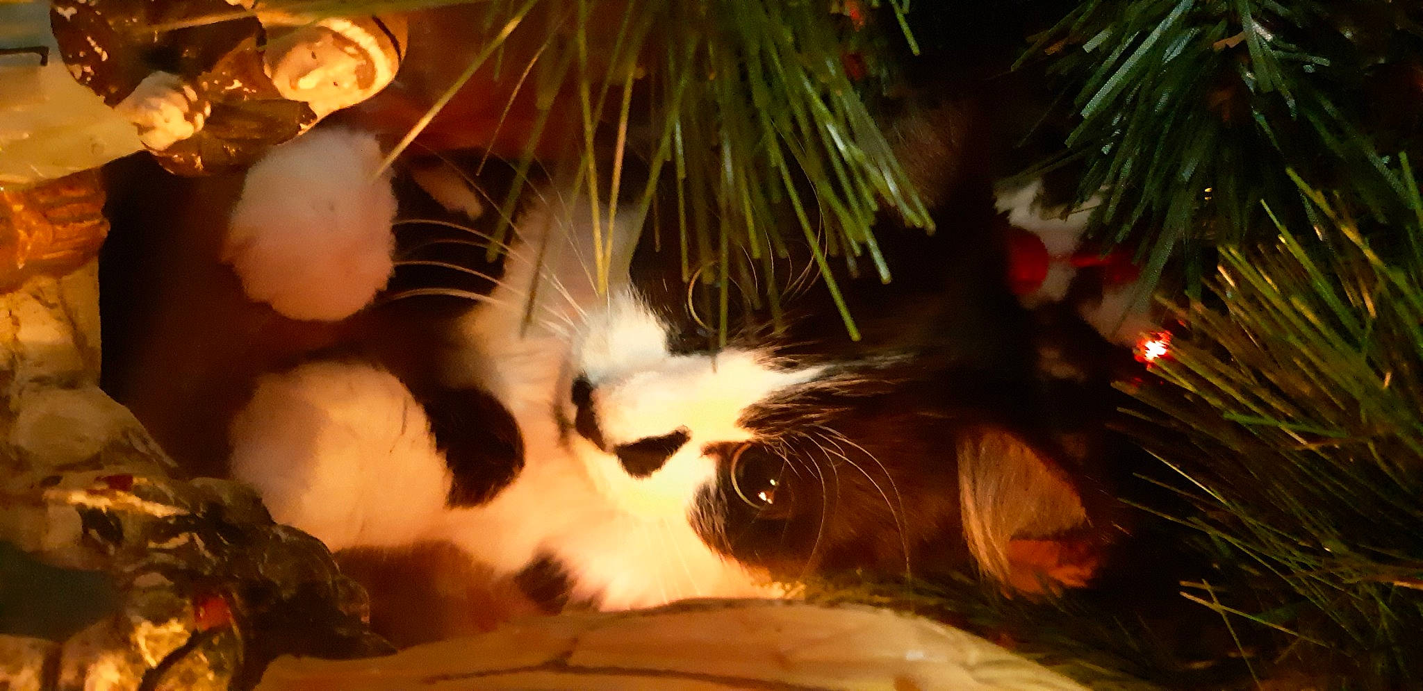 Chipy a rejoint le concours — aidez-le/la à gagner de superbes lots ! carnivore, cat, christmas_decoration, christmas_ornament, christmas_tree, event, evergreen, fawn, felidae, fur, grass, holiday, ornament, paw, plant, small_to_medium_sized_cats, snout, tail, tree, whiskers