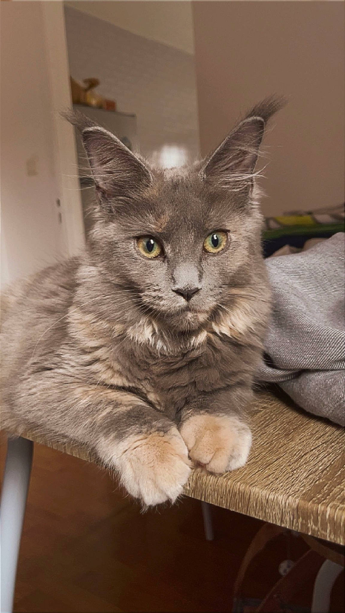 Flicka participe au concours pour gagner de l'argent avec cette photo : carnivore, cat, claw, domestic_short_haired_cat, fawn, felidae, fur, grey, iris, paw, sitting, small_to_medium_sized_cats, snout, tail, terrestrial_animal, whiskers, window