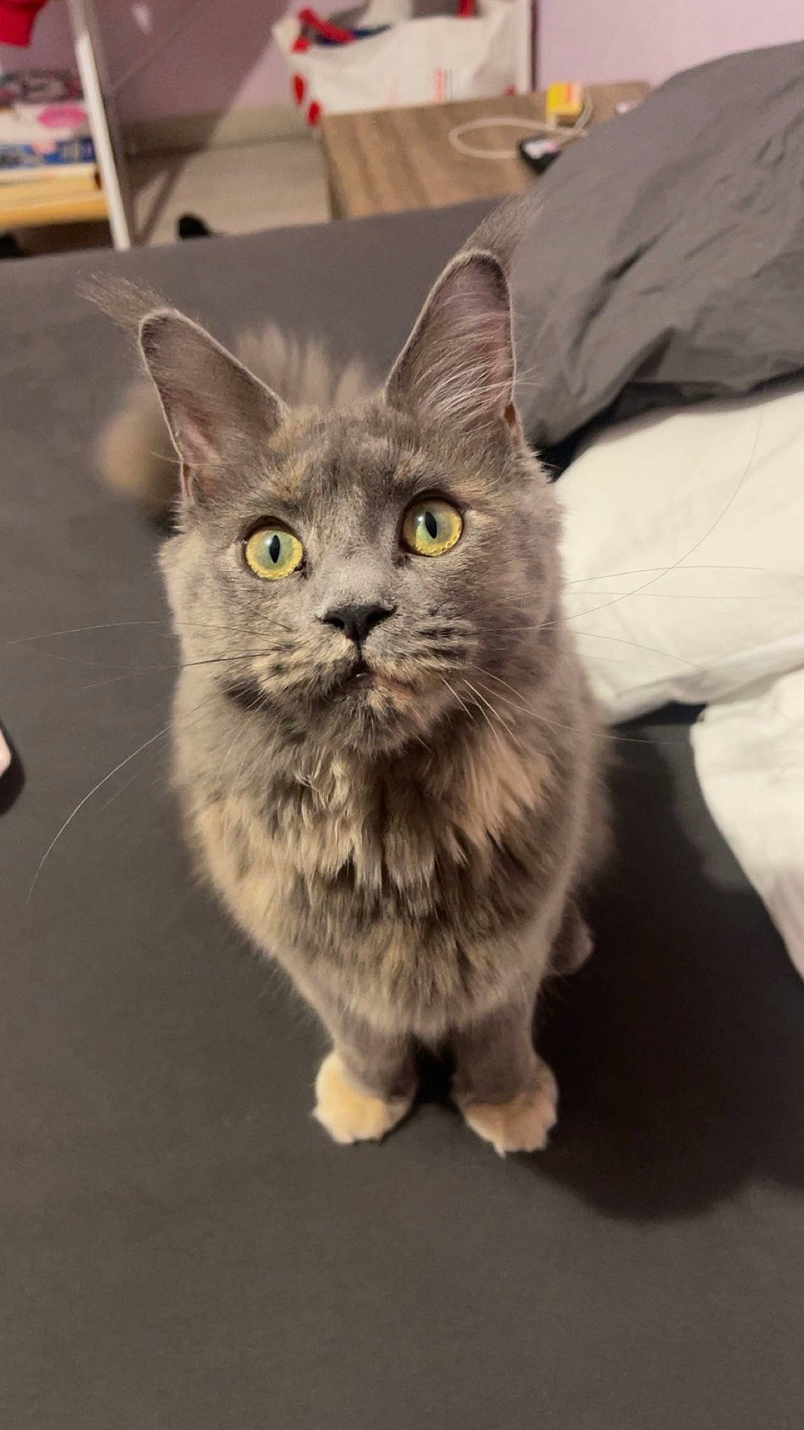 Flicka participe au concours pour gagner de l'argent avec cette photo : british_longhair, carnivore, cat, domestic_short_haired_cat, felidae, flooring, fur, grey, paw, sitting, small_to_medium_sized_cats, snout, tail, terrestrial_animal, whiskers