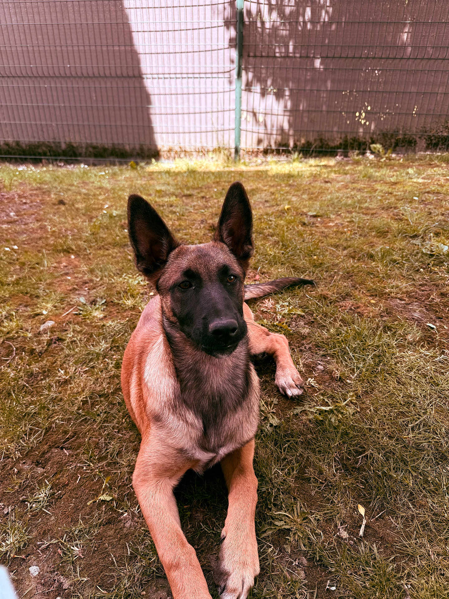 Athena
