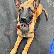 Athena a rejoint le concours — aidez-le/la à gagner de superbes lots ! adorable, alert, animal, black_muzzle, brown_fur, canine, collar, curious, dog, ears, fur, looking_up, outdoor, paw, pet, puppy, sitting, tag, tail, young_dog