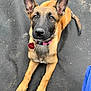 adorable, alert, animal, black_muzzle, brown_fur, canine, collar, curious, dog, ears, fur, looking_up, outdoor, paw, pet, puppy, sitting, tag, tail, young_dog