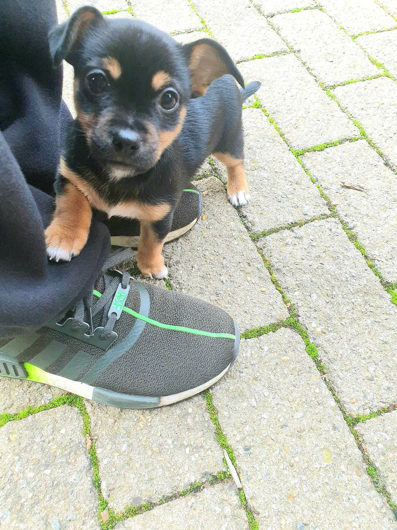 Kimchi is registered to the contest to win money with this photo: black_and_tan_terrier, canidae, carlin_pinscher, carnivore, chihuahua, companion_dog, dog, dog_breed, english_toy_terrier, fawn, german_pinscher, mammal, manchester_terrier, miniature_pinscher, pinscher, prazsky_krysarik, puppy, sporting_group, toy_dog, vertebrate