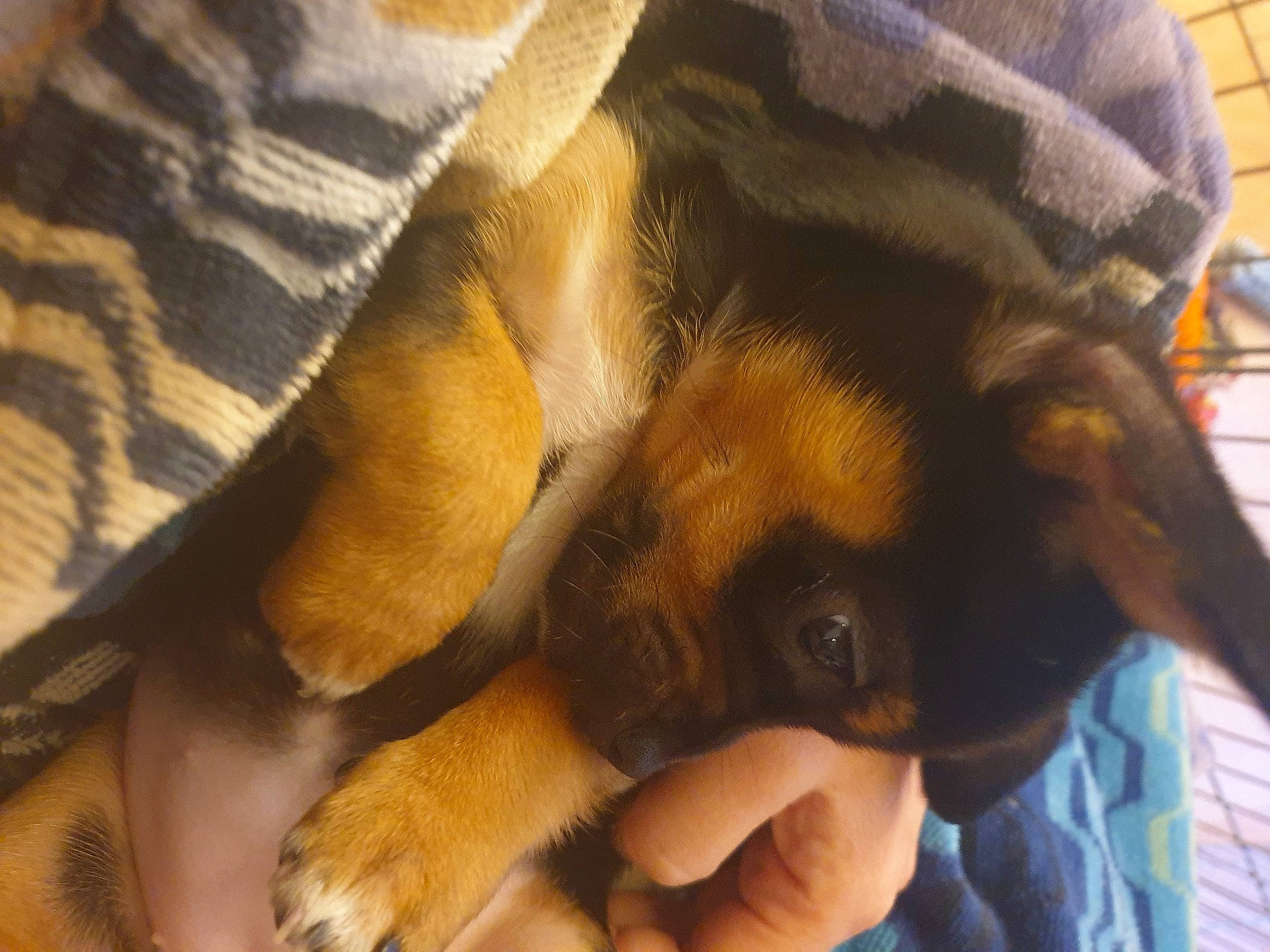 Kimchi is registered to the contest to win money with this photo: canidae, carnivore, dog, dog_breed, fawn, paw, puppy, puppy_love