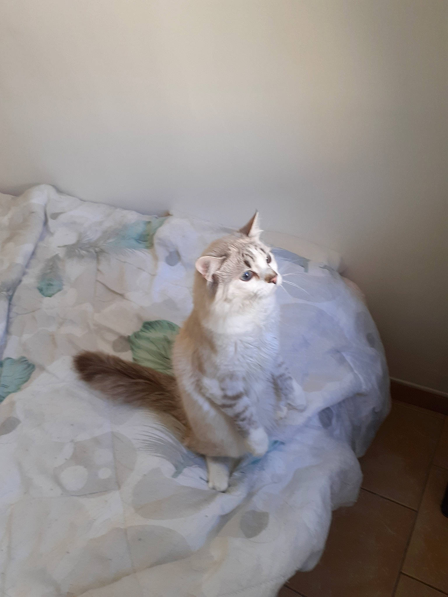 Timmy a rejoint le concours — aidez-le/la à gagner de superbes lots ! bed, bed_sheet, bedding, carnivore, cat, comfort, domestic_short_haired_cat, felidae, flooring, fur, hardwood, linens, paw, plaster, room, sitting, small_to_medium_sized_cats, tail, whiskers, wood