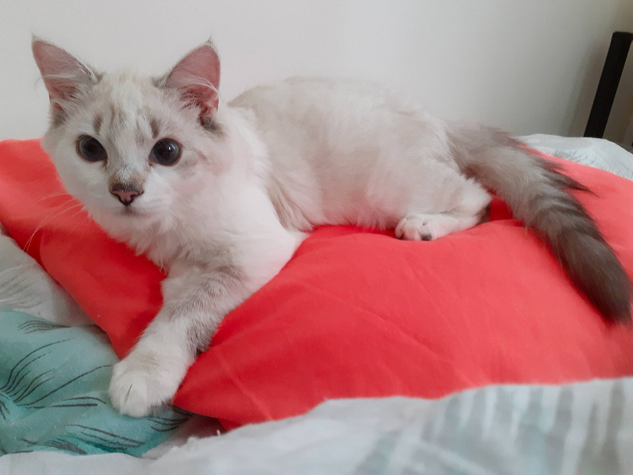 Timmy participe au concours pour gagner de l'argent avec cette photo : carnivore, cat, comfort, felidae, fur, paw, small_to_medium_sized_cats, whiskers