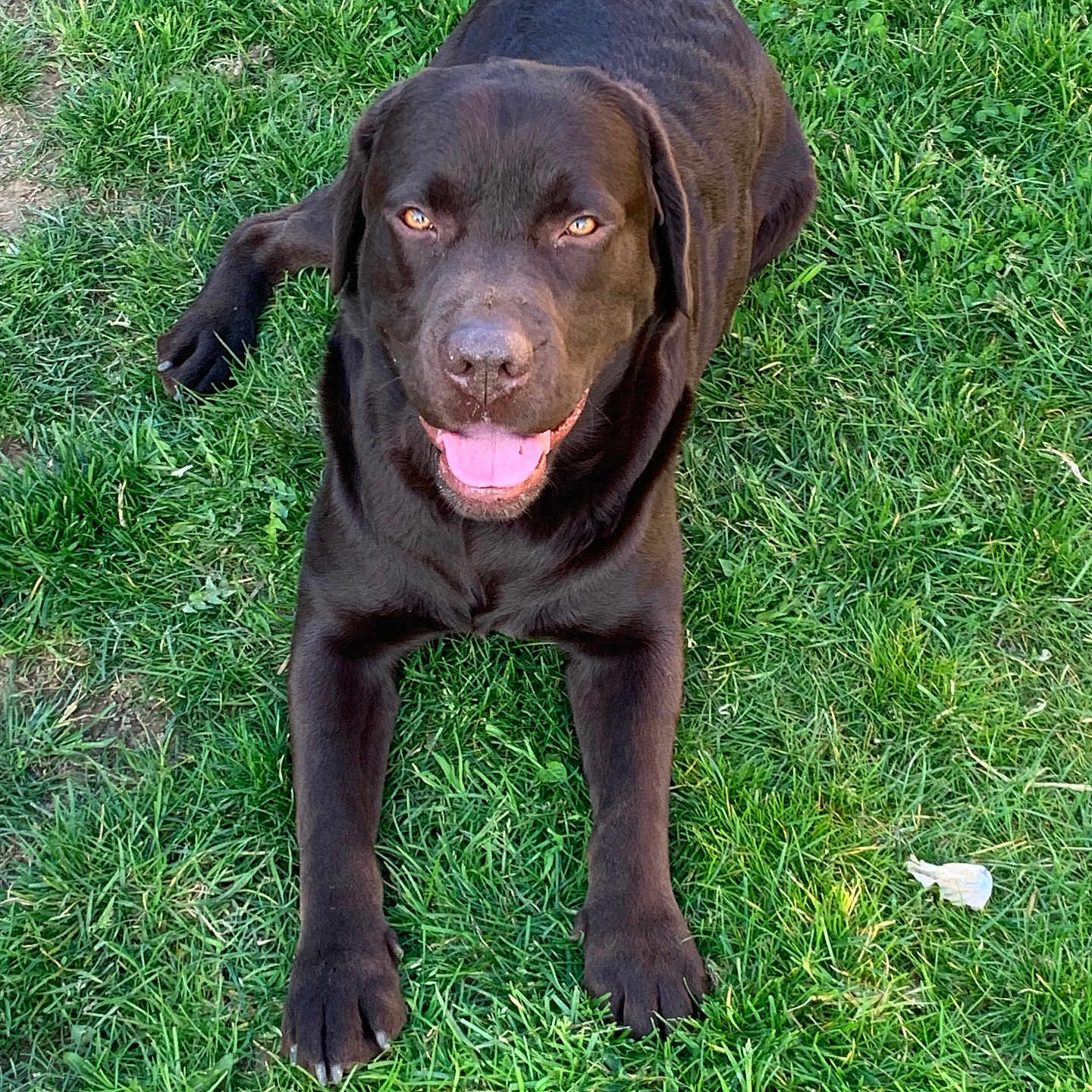 Bandit participe au concours pour gagner de l'argent avec cette photo : animal, boxer, bulldog, canine, dog, field, grass, grassland, green, hound, labradorretriever, lawn, nature, outdoors, pet, plant, pointer, puppy, whitedog, yard