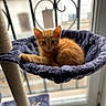 Milo a rejoint le concours — aidez-le/la à gagner de superbes lots ! kitten, cat, orange_cat, cat_tree, hammock, plush, window, indoor, pet, feline, cute, relaxed, cozy, animal, young_cat, fur, paw, resting, home, balcony