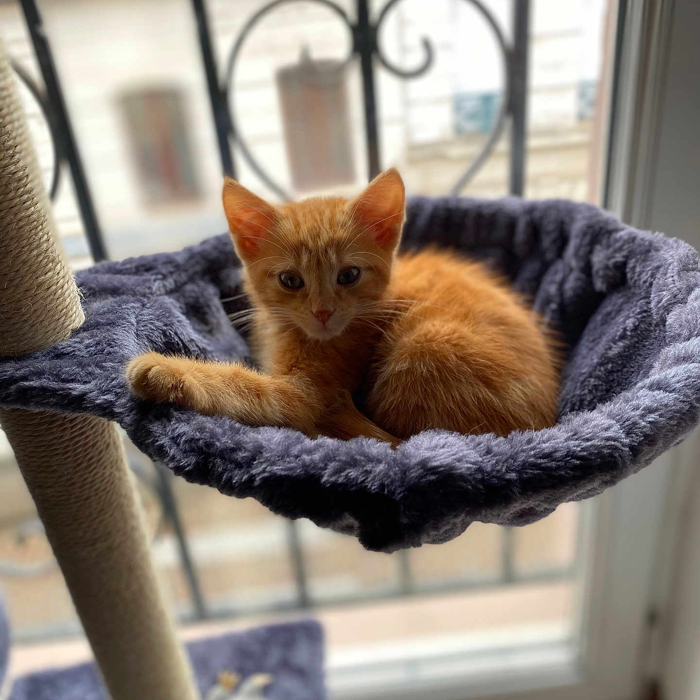 Milo