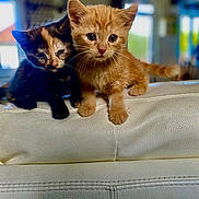 Milo a rejoint le concours — aidez-le/la à gagner de superbes lots ! kitten, cat, orange_cat, tortoiseshell_cat, pets, cute, indoor, couch, leather, animal, feline, young_animal, domestic_cat, two_animals, close_up, curious, sitting, companions, soft_light, blurred_background