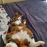 Mary is registered to the contest to win money with this photo: cat, bed, blanket, bedding, fur, pet, animal, relaxed, lying_down, white_paws, tabby, indoor, cozy, patterned_sheet, curtain, tail, wide_eyes, soft_fur, domestic_cat, resting