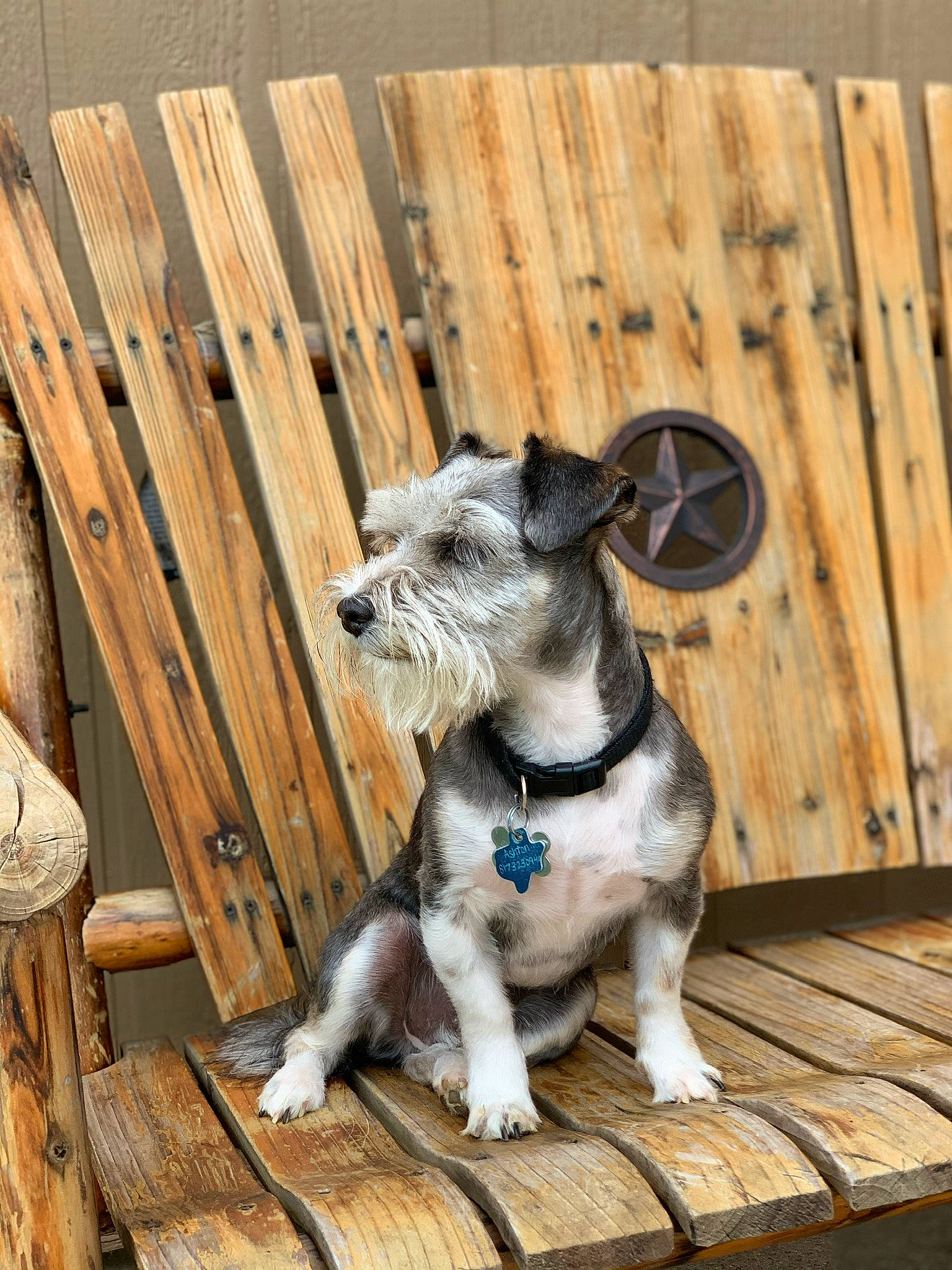 Ashton joined the competition — help win amazing prizes! canidae, carnivore, companion_dog, dog, dog_breed, fawn, mammal, miniature_schnauzer, puppy, schnauzer, snout, sporting_group, standard_schnauzer, vertebrate