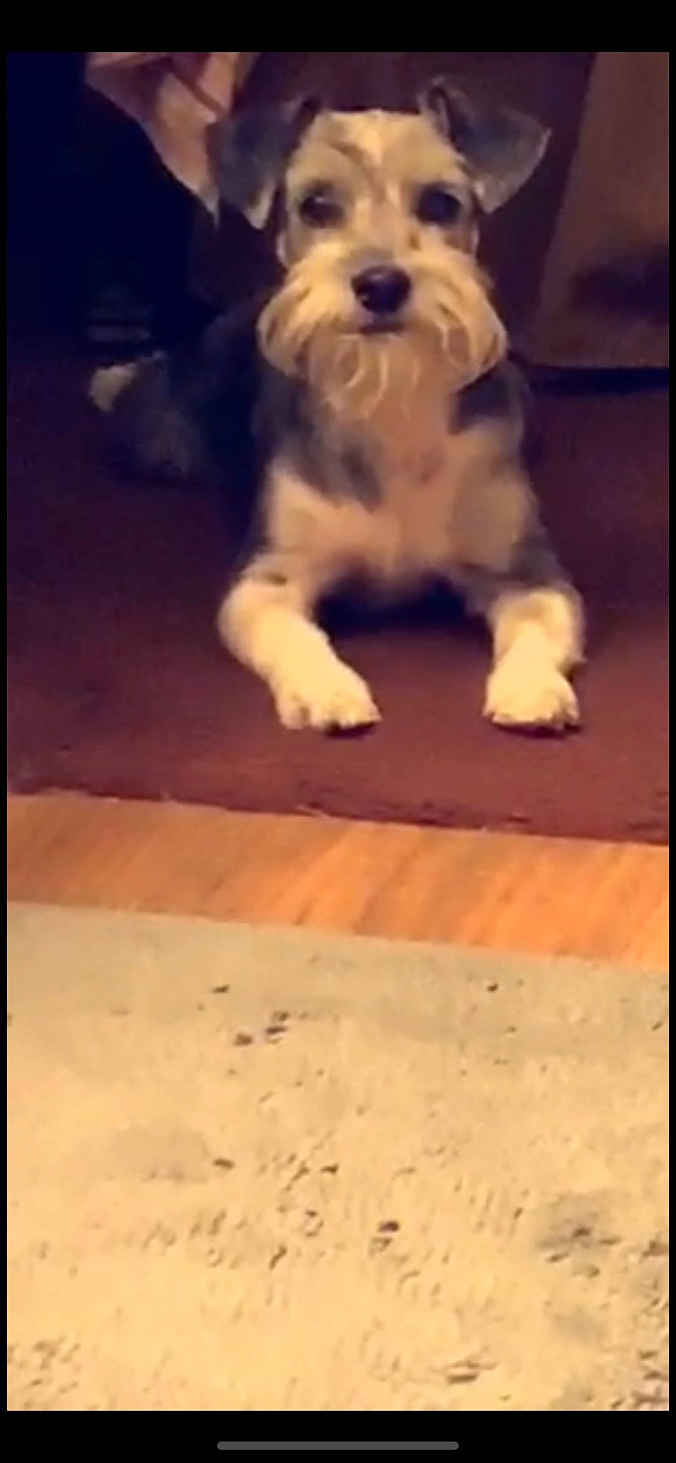 Ashton joined the competition — help win amazing prizes! canidae, carnivore, cavachon, cockapoo, companion_dog, coton_de_tulear, dog, dog_breed, havanese, lhasa_apso, lowchen, maltese, mammal, morkie, old_english_sheepdog, puppy, schnoodle, shih_tzu, tibetan_terrier, vertebrate