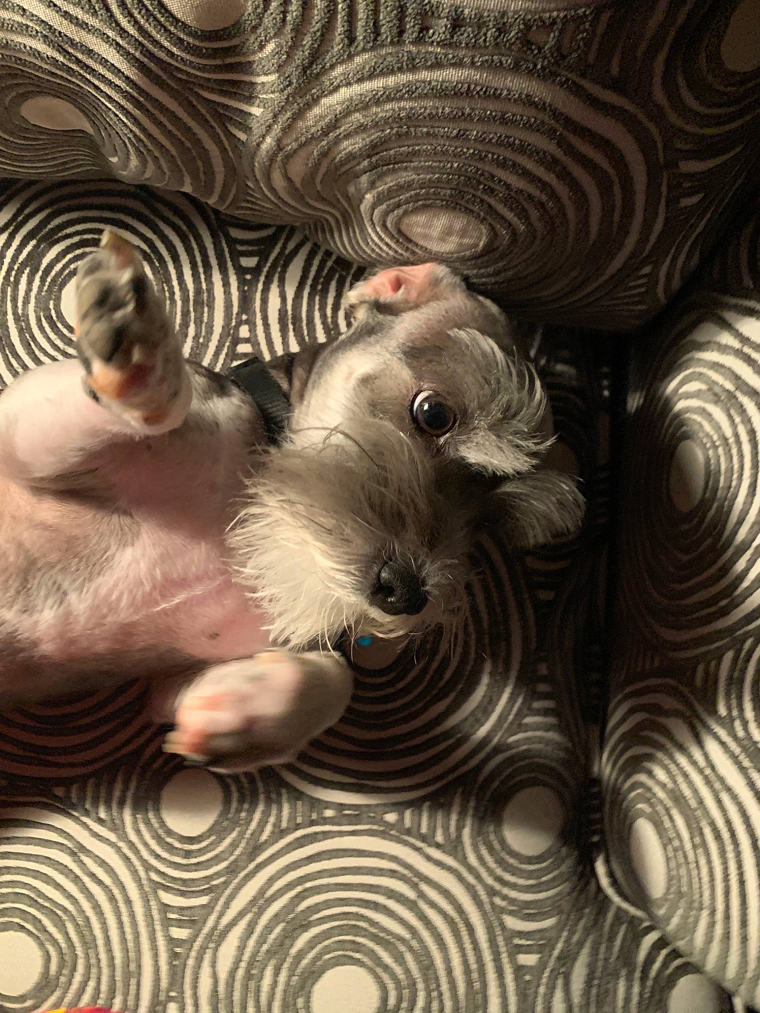 Ashton is registered to the contest to win money with this photo: canidae, carnivore, dog, dog_breed, illustration, miniature_schnauzer, puppy, schnoodle, terrier