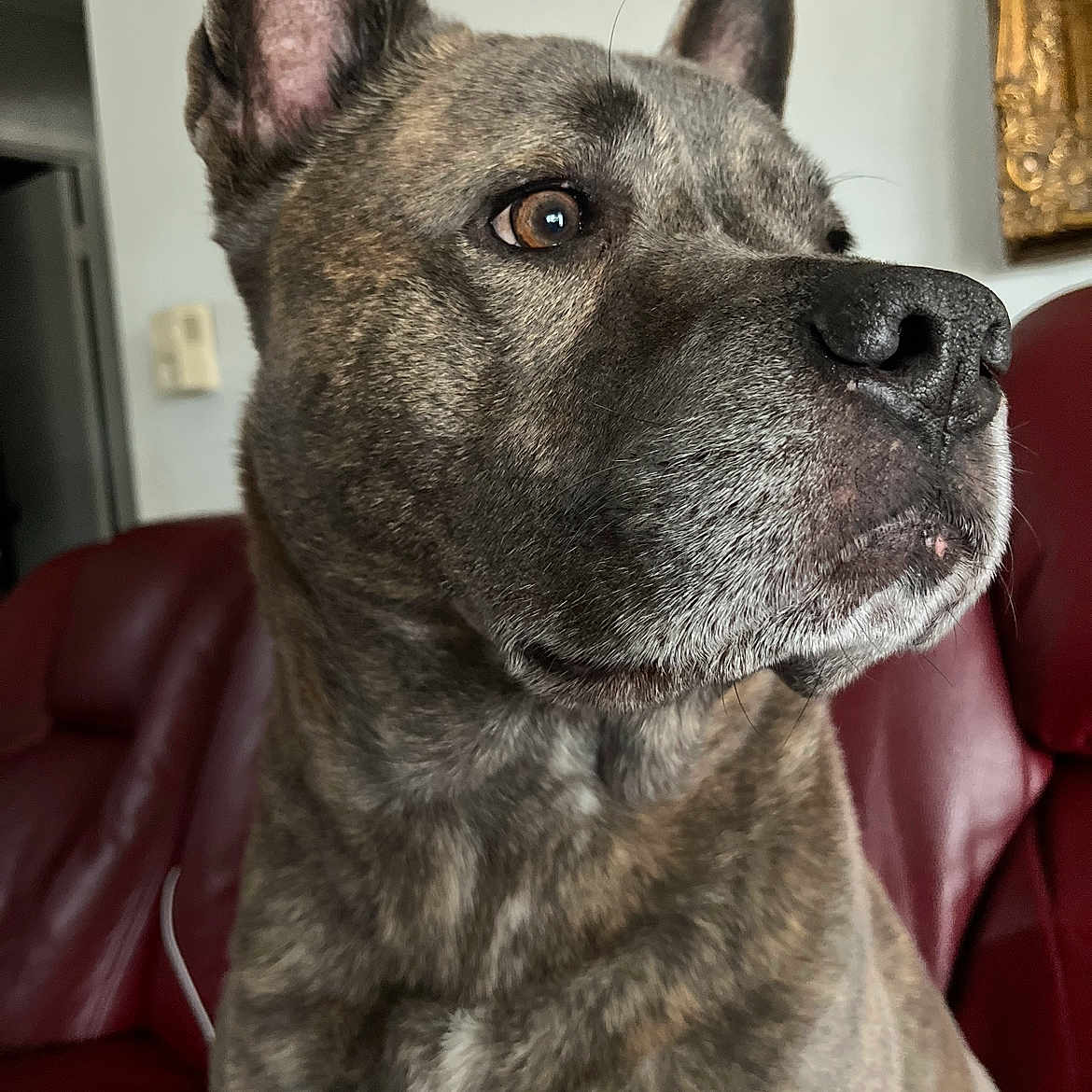 Koda joined the competition — help win amazing prizes! animal, brindle_coat, calm, canine, close_up, dog, ears, fur, furniture, home, indoor, living_room, looking_away, nose, pet, portrait, red_couch, seated, snout, whiskers