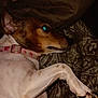 Stella is registered to the contest to win money with this photo: animal, blanket, brown, canine, closeup, collar, comfort, cozy, cute, dog, domestic, fur, indoor, lying_down, paw, pet, portrait, resting, sleepy, white