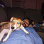 animal, beard, blanket, clothing, couch, dog, face, flash, furniture, hair, home, indoor, living_room, man, night, pet, playful, relaxing, smile, tattoo
