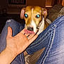 Stella joined the competition — help win amazing prizes! blue_eyes, blur, brown, casual, collar, dog, flash, furniture, green_shirt, hand, human_hand, indoor, jeans, licking, person, pet, reflection, seated, small_dog, white
