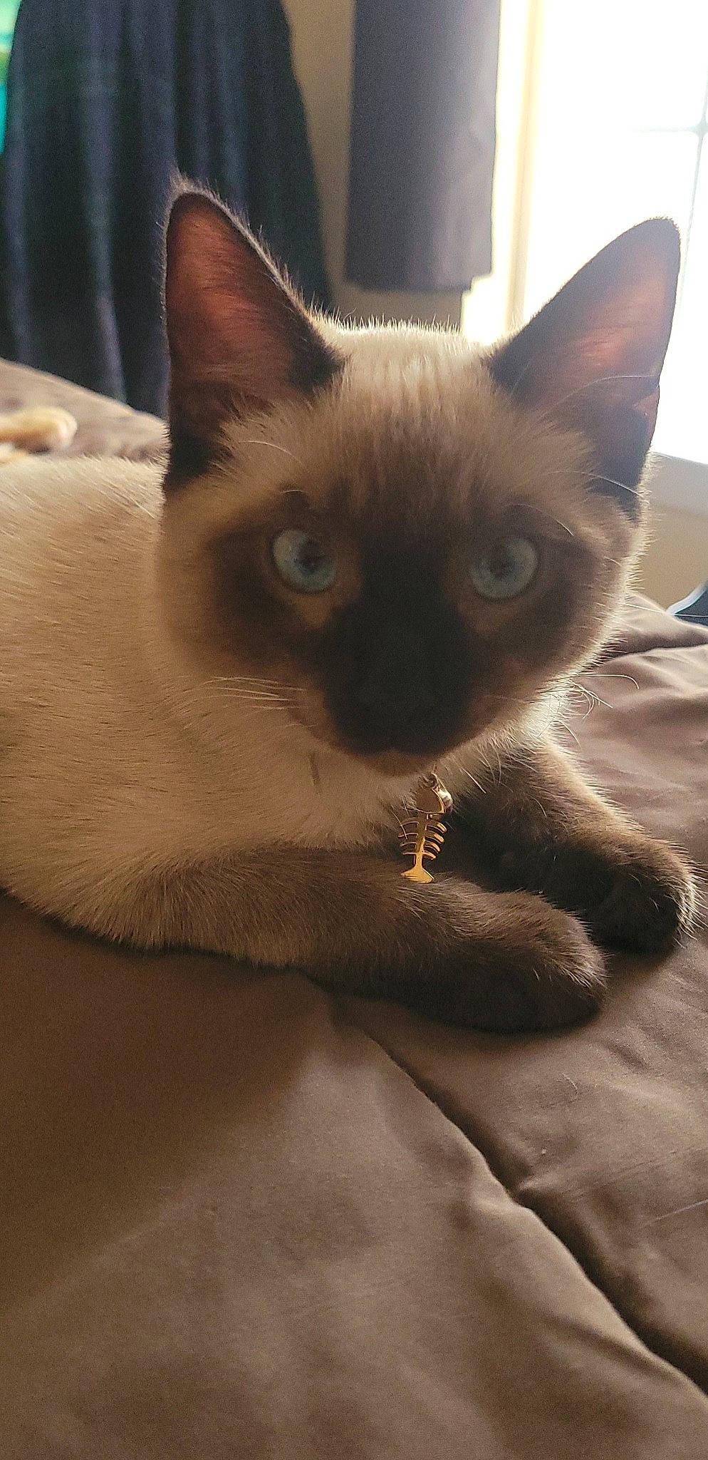 Cooper is registered to the contest to win money with this photo: balinese, birman, carnivore, cat, comfort, fawn, felidae, fur, iris, siamese, small_to_medium_sized_cats, snout, whiskers