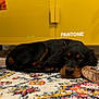 dog, black_dog, tan_markings, lying_down, carpet, colorful_rug, yellow_cabinet, pantone_label, plush_toy, indoor, pet, animal, resting, cozy, home_interior, floor, close_up, cute, relaxed, sleepy