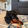 Madeleine a rejoint le concours — aidez-le/la à gagner de superbes lots ! puppy, dog, bone, rug, indoor, pet, chewing, cute, black_and_brown, fur, animal, canine, floor, playful, young, domestic, house, cozy, closeup, portrait