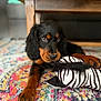 Madeleine a rejoint le concours — aidez-le/la à gagner de superbes lots ! puppy, dog, black_and_tan, toy, plush_toy, zebra_pattern, carpet, colorful_rug, indoor, wooden_table, pet, cute, animal, lying_down, paw, fur, playful, young_dog, floor, domestic_animal