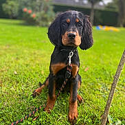 Madeleine participe au concours pour gagner de l'argent avec cette photo : puppy, dog, leash, grass, outdoor, garden, greenery, young_dog, pet, animal, canine, sitting, nature, collar, tree, focus, cute, fur, ears, eyes
