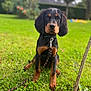 puppy, dog, leash, grass, outdoor, garden, greenery, young_dog, pet, animal, canine, sitting, nature, collar, tree, focus, cute, fur, ears, eyes