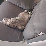 Maya participe au concours pour gagner de l'argent avec cette photo : armrest, auto_part, carnivore, cat, comfort, couch, felidae, flooring, fur, grey, human_leg, linens, living_room, luxury_vehicle, room, small_to_medium_sized_cats, studio_couch, tail, window, wood