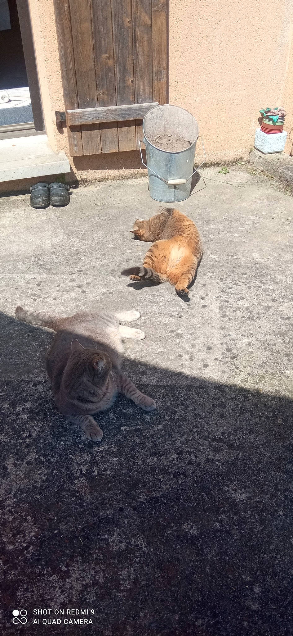 Pandora participe au concours pour gagner de l'argent avec cette photo : asphalt, canidae, carnivore, cat, dog_breed, fawn, felidae, flooring, fur, gas, grass, mammal, road_surface, sidewalk, small_to_medium_sized_cats, snout, soil, tail, whiskers, wood