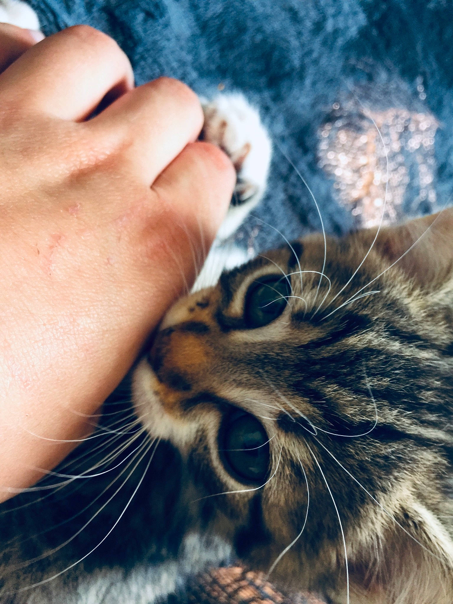 Naha a rejoint le concours — aidez-le/la à gagner de superbes lots ! carnivore, cat, eye, fawn, felidae, finger, foot, gesture, grass, hand, human_body, leg, mammal, nose, skin, small_to_medium_sized_cats, snapshot, snout, vertebrate, whiskers