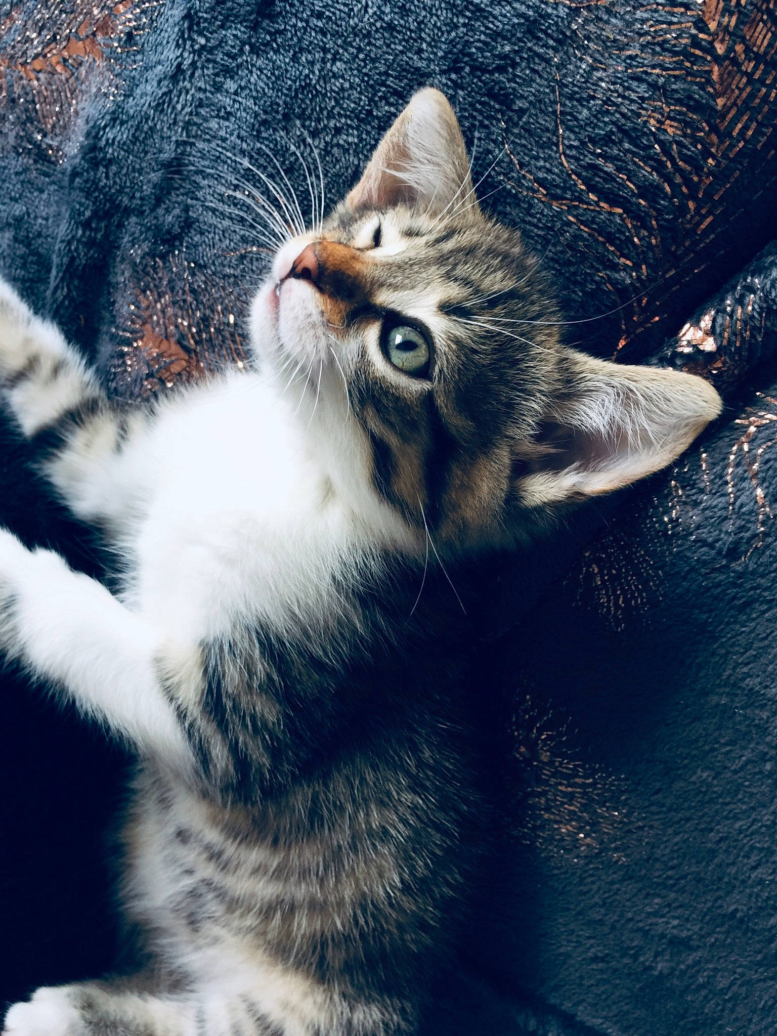 Naha participe au concours pour gagner de l'argent avec cette photo : carnivore, cat, cloud, domestic_short_haired_cat, electric_blue, eye, felidae, fur, grey, iris, meteorological_phenomenon, paw, plant, sky, small_to_medium_sized_cats, snout, tail, tree, whiskers, wilderness