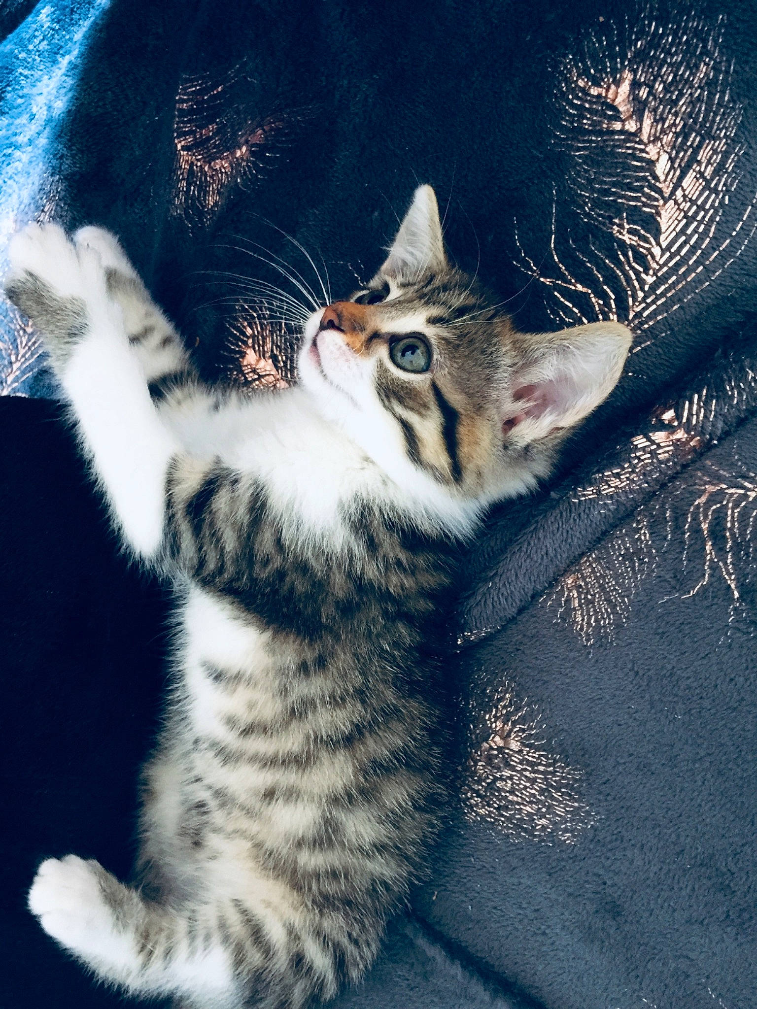 Naha participe au concours pour gagner de l'argent avec cette photo : carnivore, cat, claw, darkness, domestic_short_haired_cat, electric_blue, felidae, fur, grass, organism, paw, photo_caption, plant, small_to_medium_sized_cats, snout, tail, terrestrial_animal, tree, whiskers, wildlife