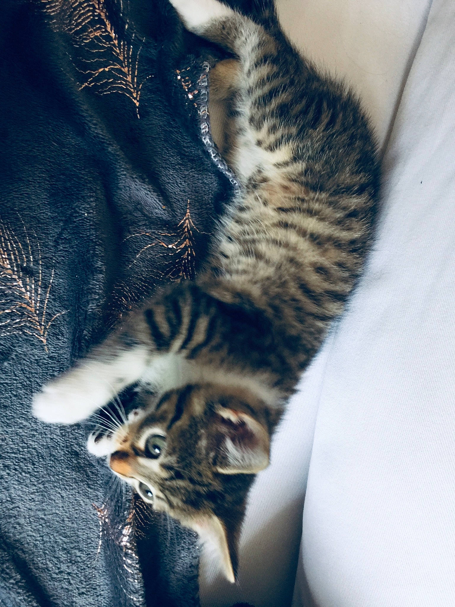 Naha a rejoint le concours — aidez-le/la à gagner de superbes lots ! carnivore, cat, claw, cloud, comfort, domestic_short_haired_cat, fawn, felidae, fur, grass, nap, paw, sky, small_to_medium_sized_cats, snout, tail, tree, whiskers, wildlife, wood