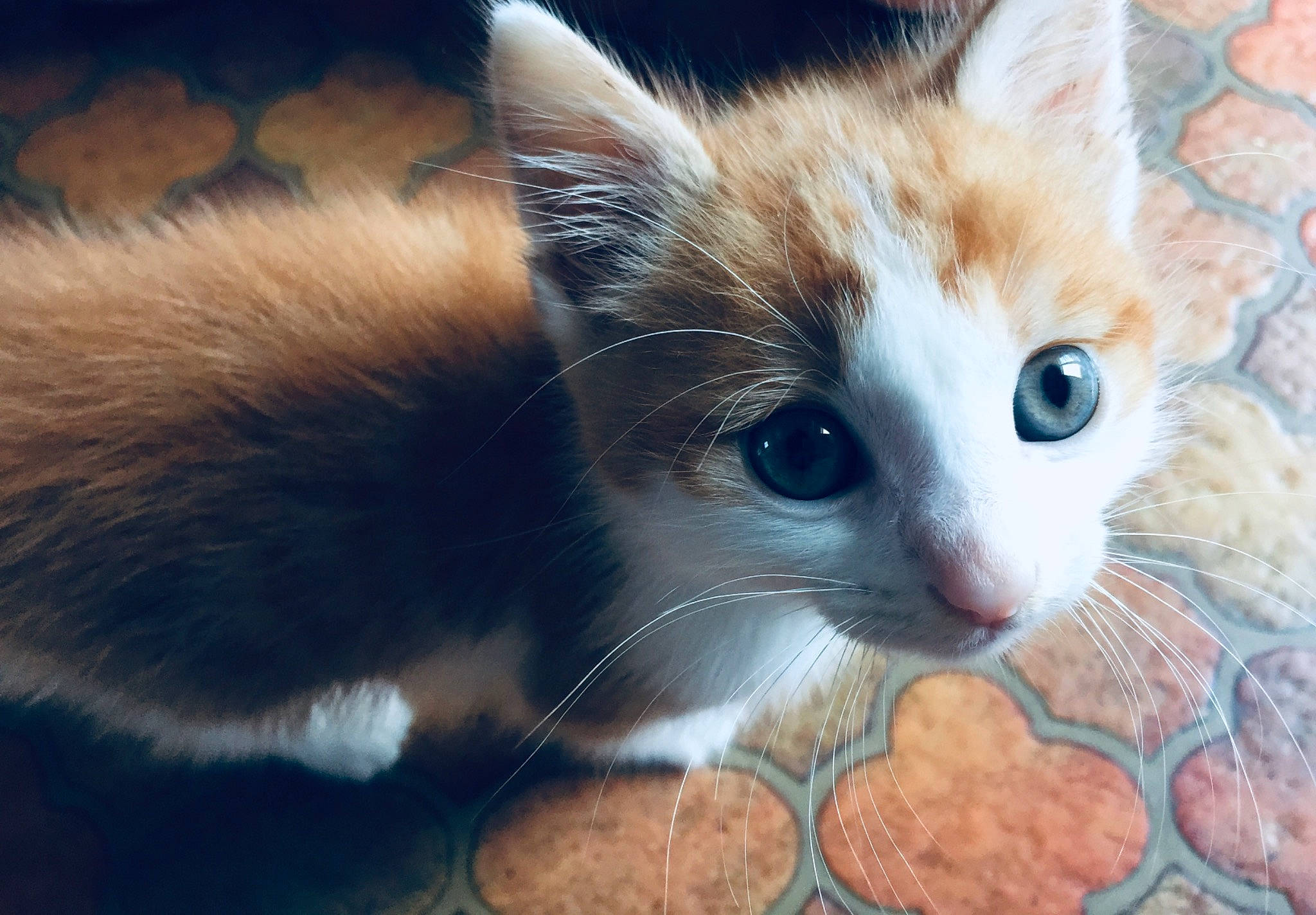 Simba participe au concours pour gagner de l'argent avec cette photo : carnivore, cat, close_up, domestic_short_haired_cat, eye, eyelash, fawn, felidae, fur, iris, paw, photo_caption, small_to_medium_sized_cats, snout, tail, terrestrial_animal, whiskers, wildlife