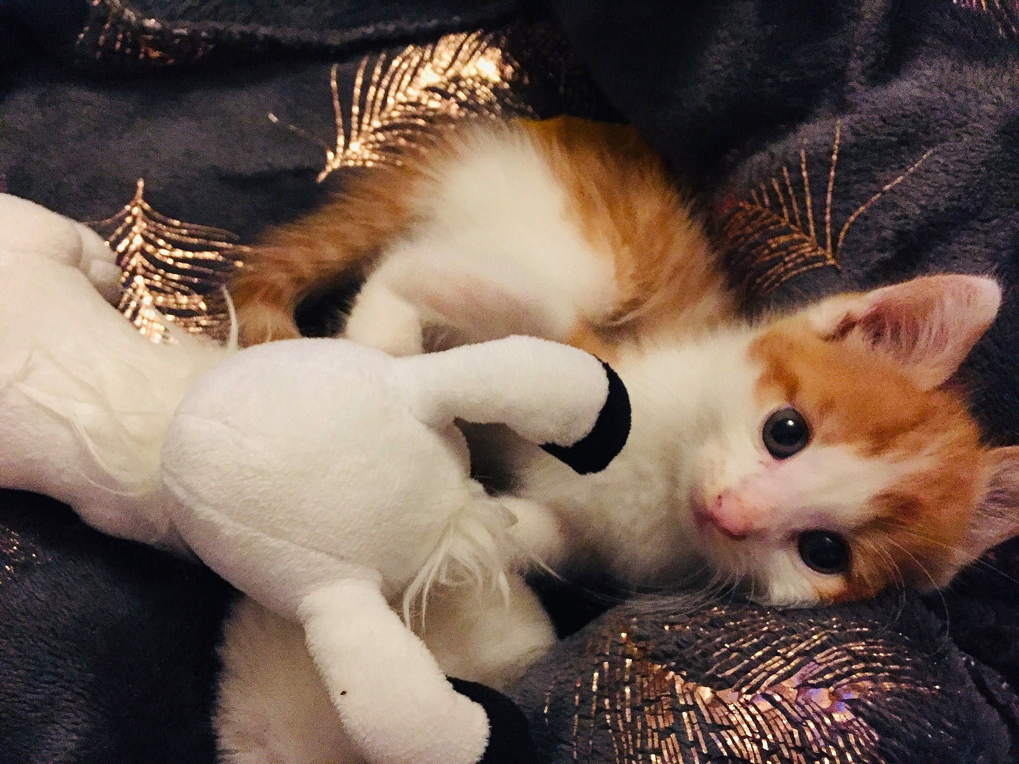 Simba a rejoint le concours — aidez-le/la à gagner de superbes lots ! carnivore, cat, claw, close_up, comfort, domestic_short_haired_cat, ear, fawn, felidae, foot, fur, gesture, lap, paw, sky, small_to_medium_sized_cats, snout, tail, toy, whiskers