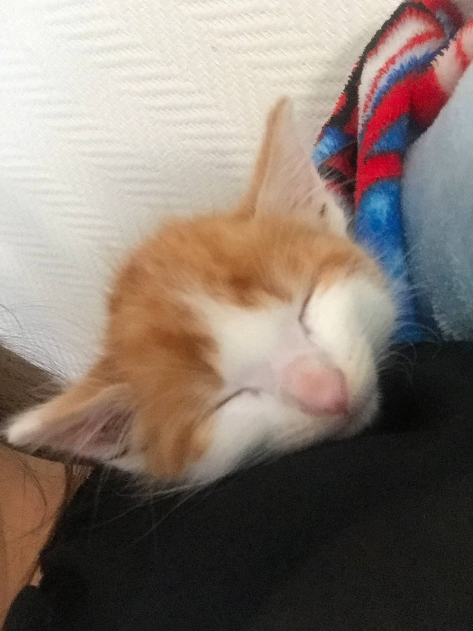 Simba participe au concours pour gagner de l'argent avec cette photo : carnivore, cat, claw, comfort, domestic_short_haired_cat, ear, felidae, flooring, foot, fur, hardwood, human_leg, lap, nap, paw, small_to_medium_sized_cats, snout, tail, whiskers, wood