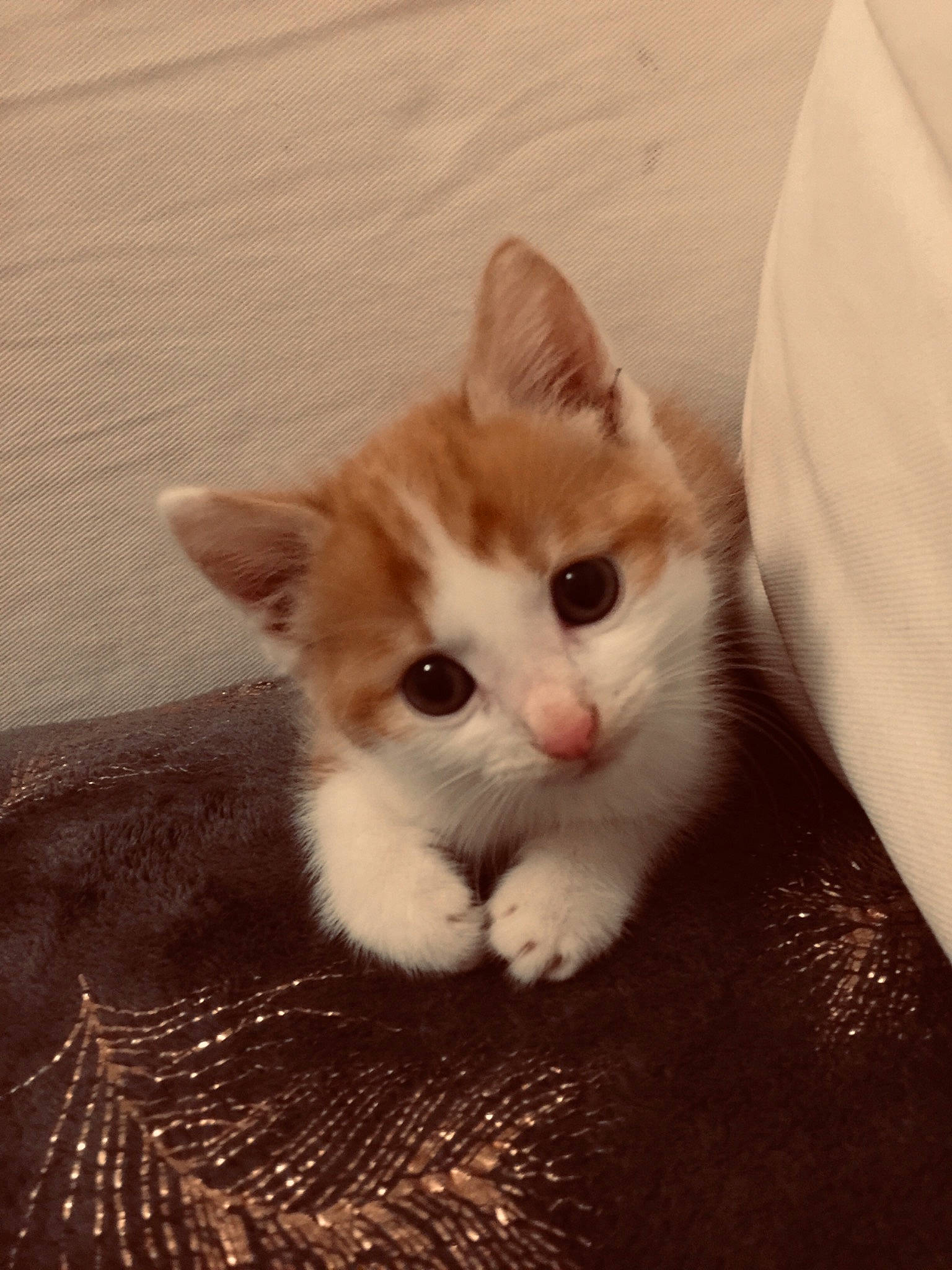 Simba participe au concours pour gagner de l'argent avec cette photo : carnivore, cat, claw, comfort, domestic_short_haired_cat, ear, eye, fawn, felidae, foot, fur, iris, leg, paw, sitting, small_to_medium_sized_cats, snout, tail, whiskers, wood