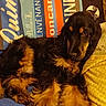 dog, black, tan, fur, pet, animal, blanket, tapestry, indoor, resting, cozy, couch, fur_texture, relaxed, paw, canine, companion, home, comfort, portrait