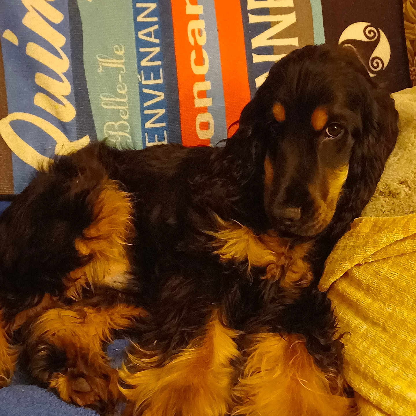 Buddy