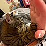 Miracle is registered to the contest to win money with this photo: cat, tabby_cat, paw, human_hand, bed, blanket, indoor, cozy, pet, animal, fur, whiskers, striped, comfort, resting, closeup, friendship, relaxation, domestic, cute