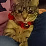 Miracle joined the competition — help win amazing prizes! cat, tabby, collar, pet, animal, feline, closeup, indoor, blurred, fur, whiskers, paw, resting, pink_clothing, human_arm, human_leg, jeans, domestic_cat, cute, companion