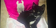 Miracle is registered to the contest to win money with this photo: kitten, cat, black_and_white, tuxedo_cat, small_chair, pink_pillow, llama_design, blanket, heart_pattern, indoor, pet, cute, young_animal, feline, resting, curious, animal, cozy, fur, whiskers